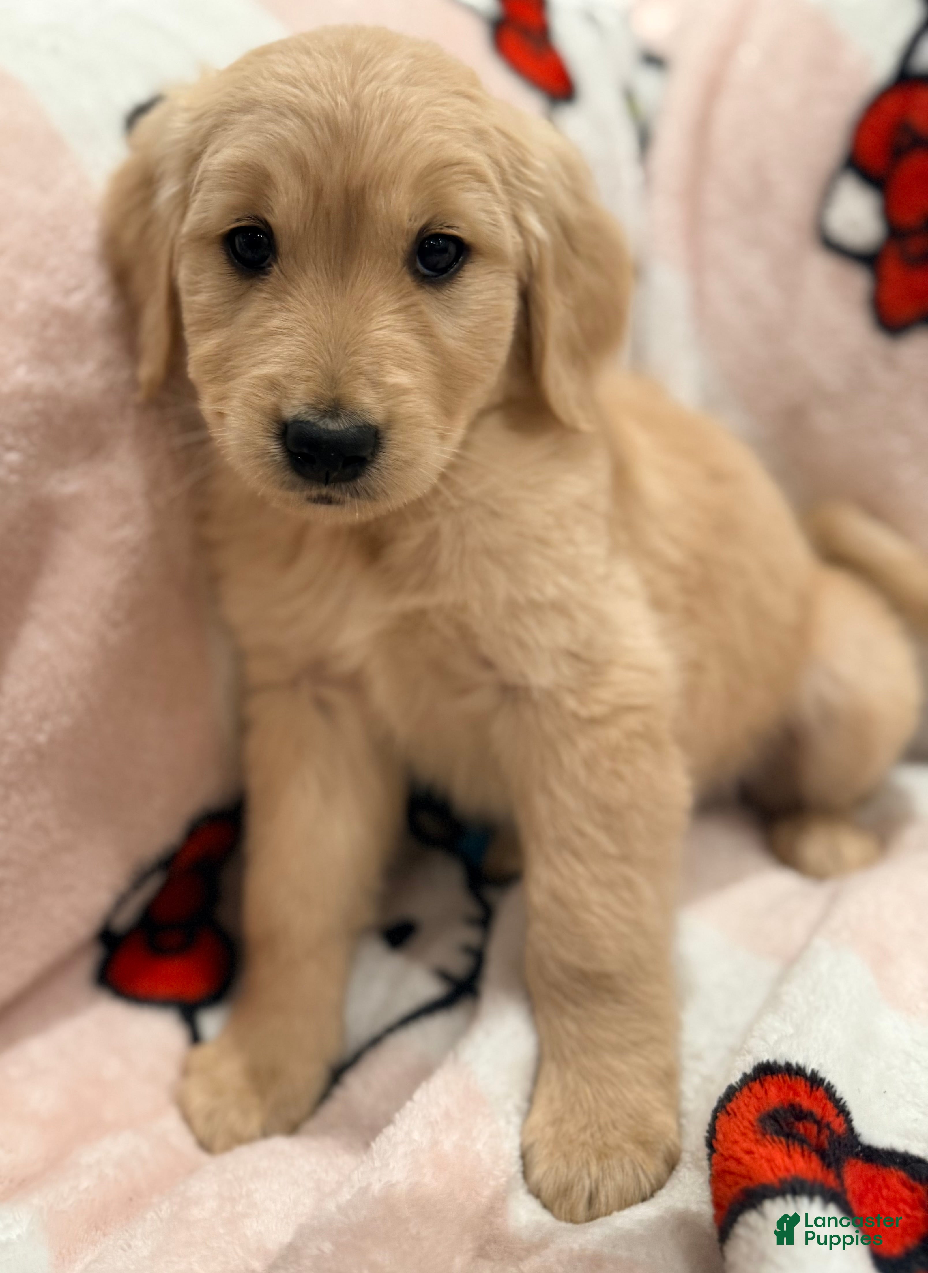 Golden Retriever dogs Golden Retriever Puppy 1 - Ad 9