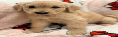 Golden Retriever Puppy 1
