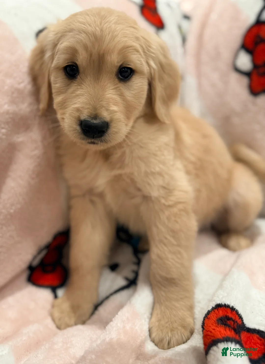 Golden Retriever dogs for sale: Golden Retriever Puppy 1 - Ad 1
