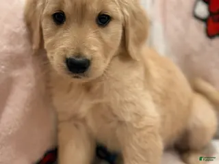 Golden Retriever dogs Golden Retriever Puppy 1 - Ad 2