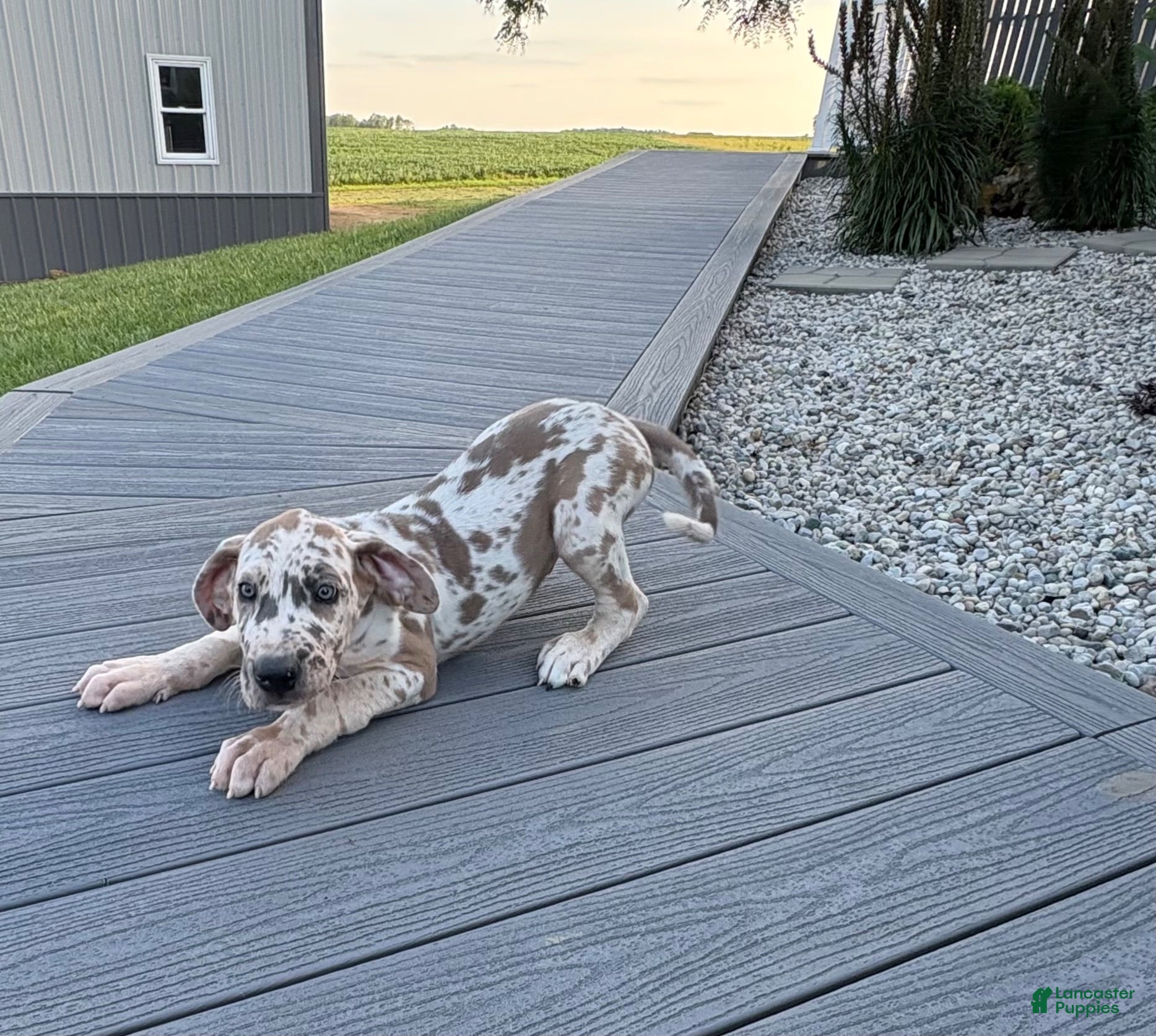 Great Dane dogs Speckles  - Ad 2