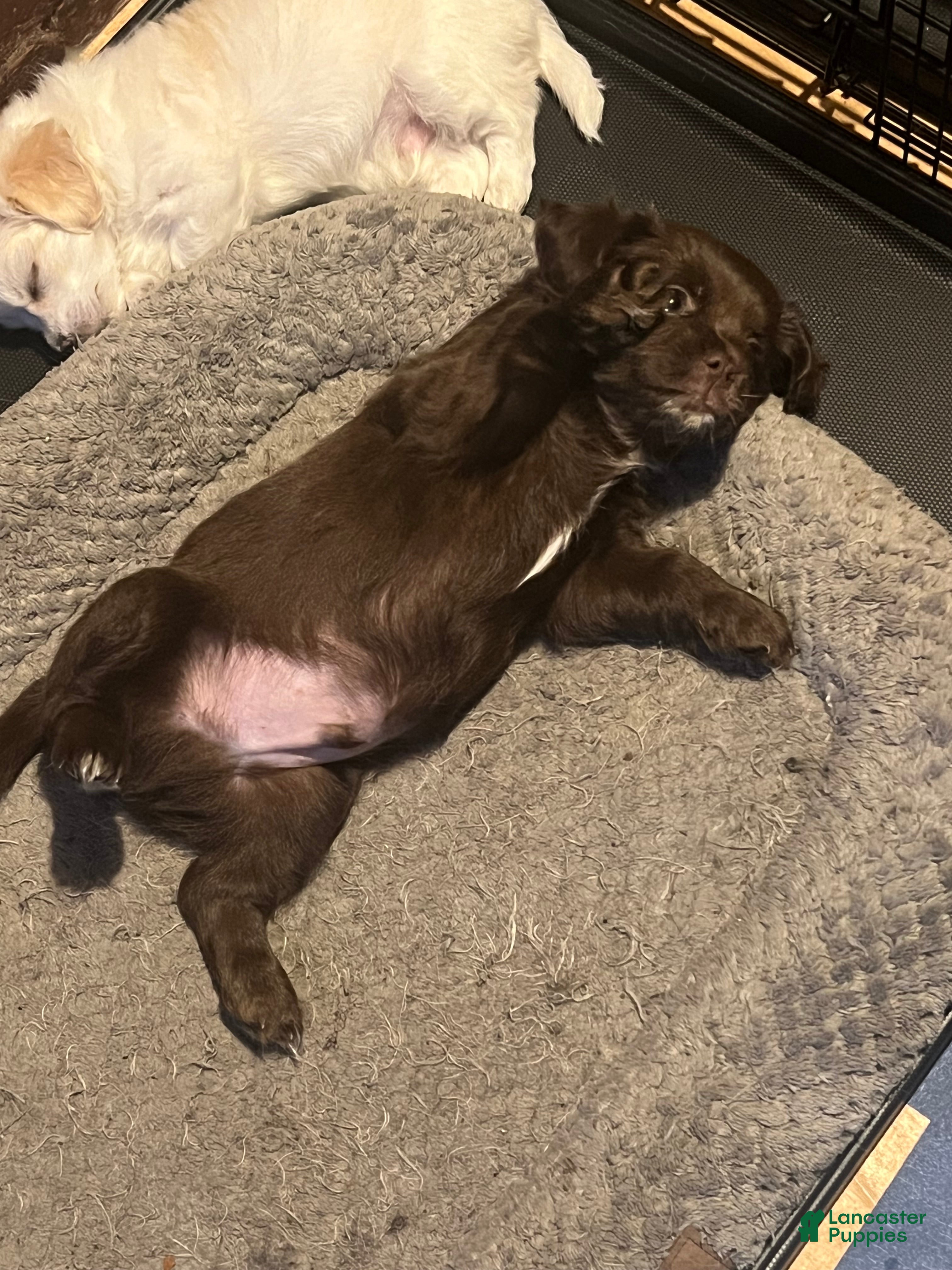Chihuahua dogs for sale: Male Chocolate Chihuahua 2 - Ad 19