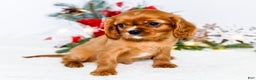 Cavalier King Charles Spaniel dogs for sale: Tiny Tim - Ad 5