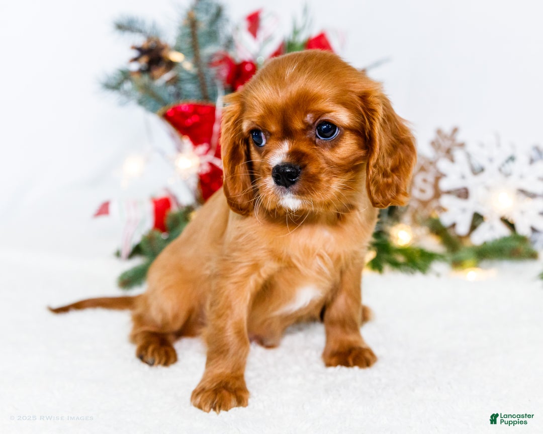 Cavalier King Charles Spaniel dogs for sale: Tiny Tim - Ad 5