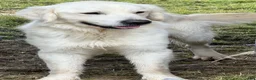 Golden Retriever dogs for sale: Milo - Ad 3