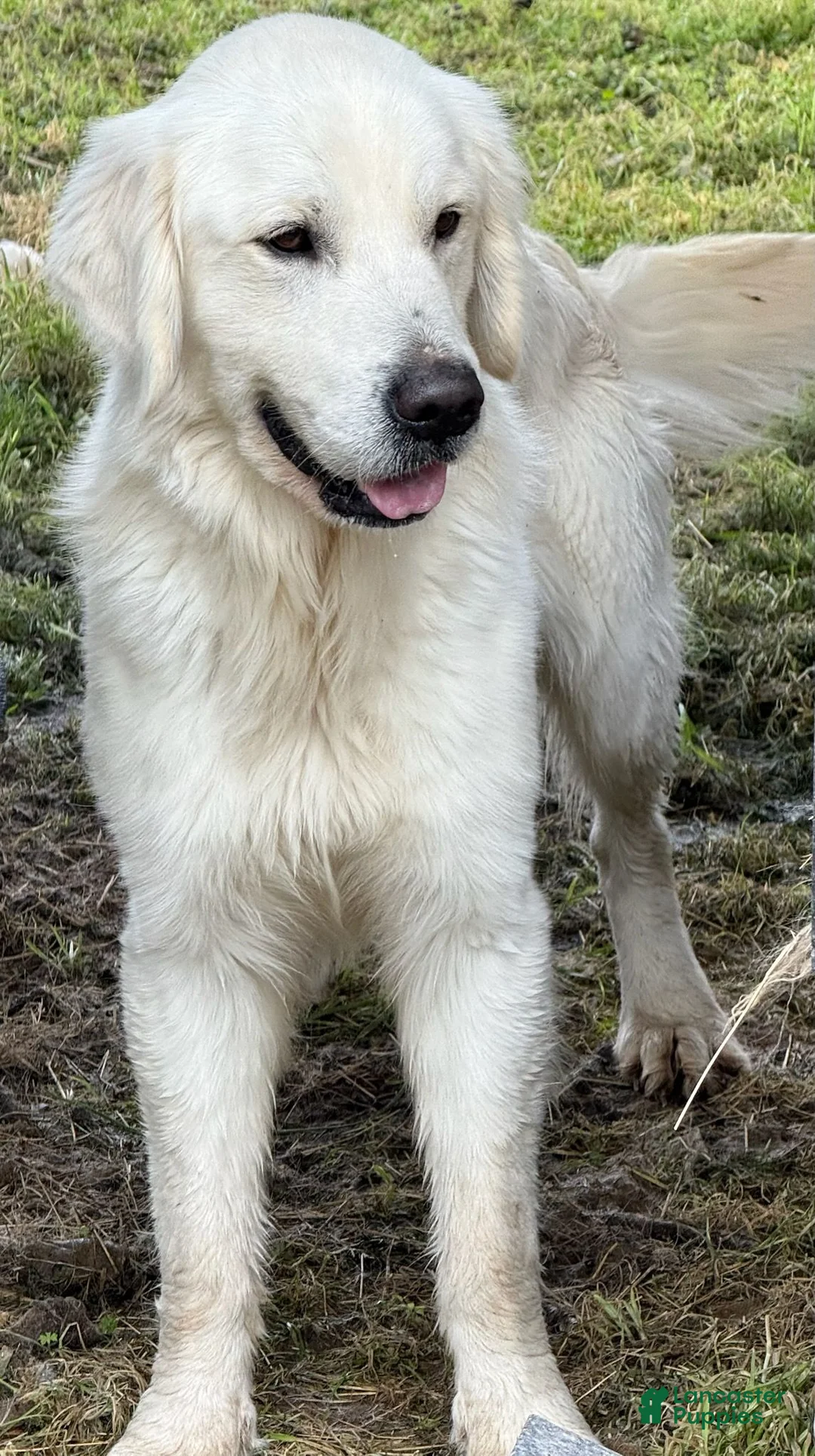 Golden Retriever dogs for sale: Milo - Ad 3