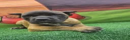Cane Corso dogs for sale: KING - Ad 22