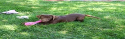Labrador Retriever dogs for sale: Coco - Ad 3