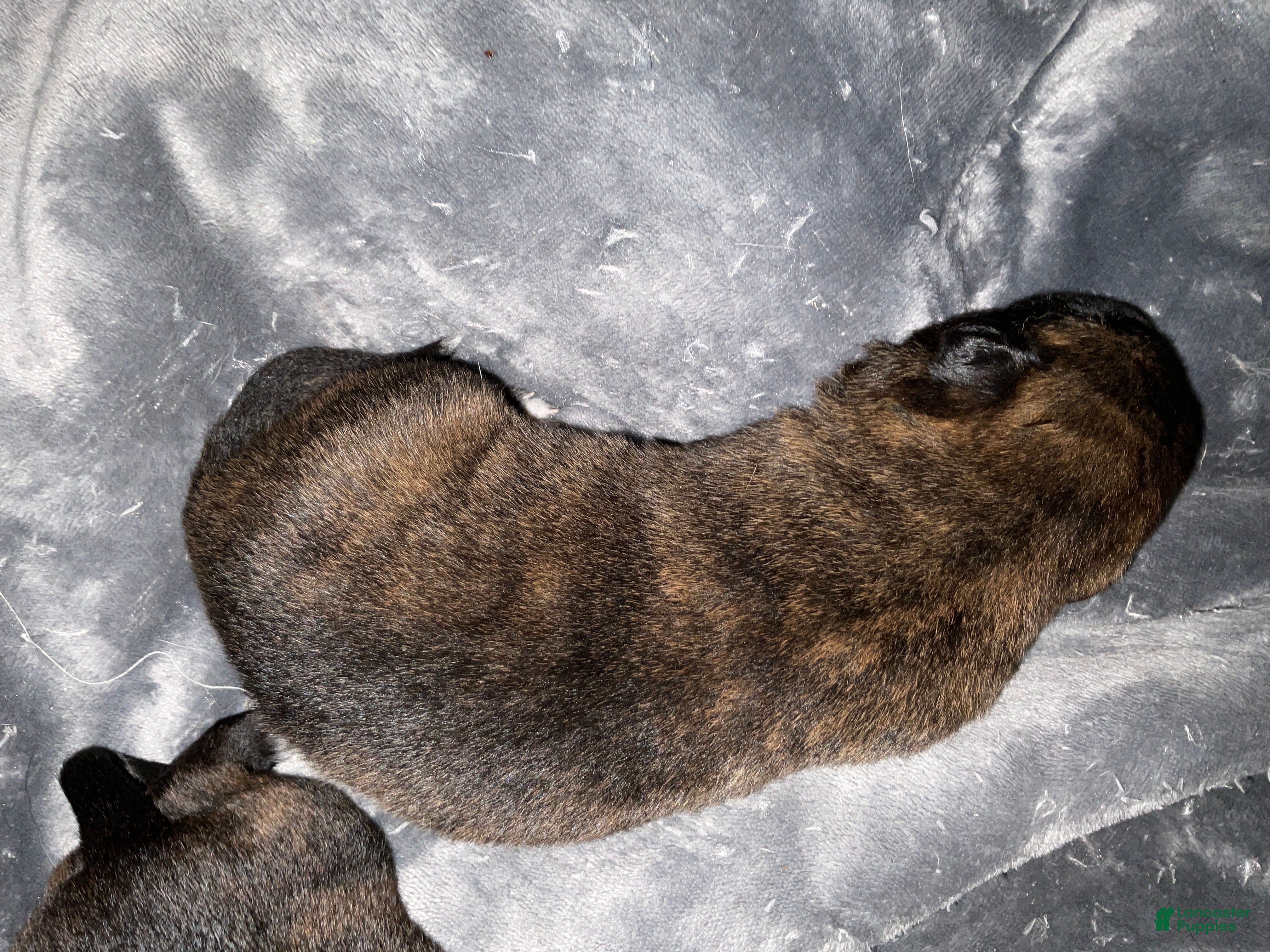 Dutch Shepherd dogs Atlas - Ad 19