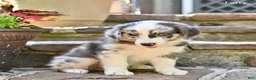 Australian Shepherd dogs for sale: Larry - Ad 4