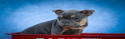 Frenchton dogs for sale: Peaches 🍑 — A Charming F2 Frenchton Puppy! - Ad 14