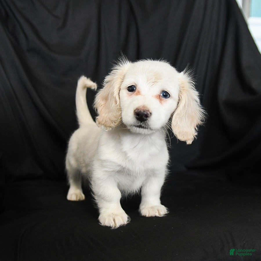 Miniature Dachshund dogs Waffles - Ad 1