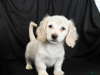 Miniature Dachshund dogs Waffles - Ad 24