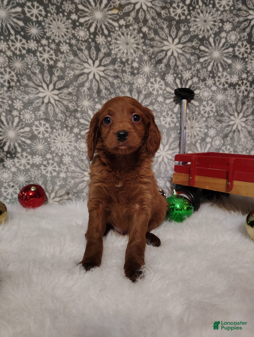 Irish Doodle dogs for sale: Cooper - Ad 3