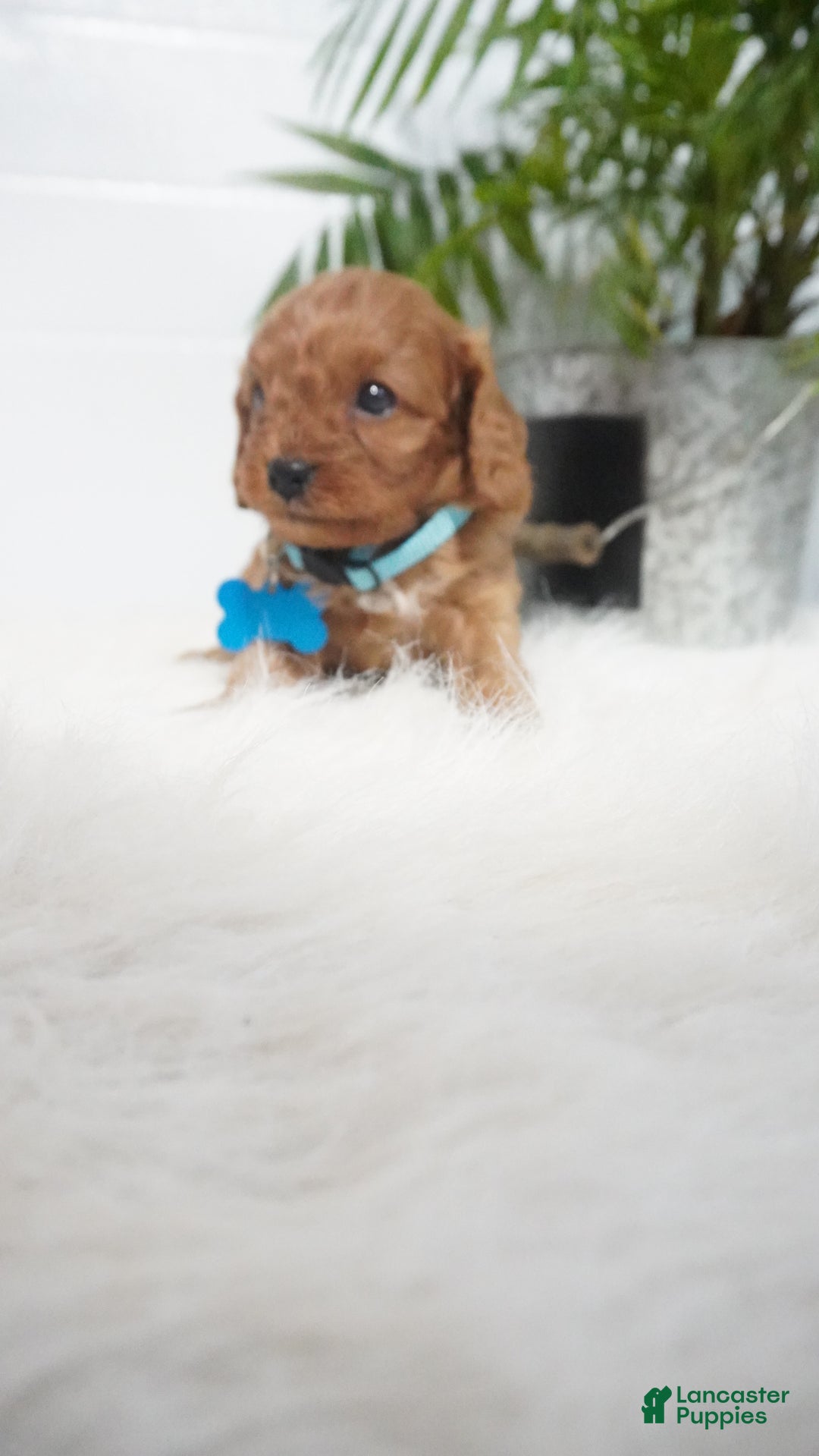 Cavapoo dogs for sale: Brody - Ad 4