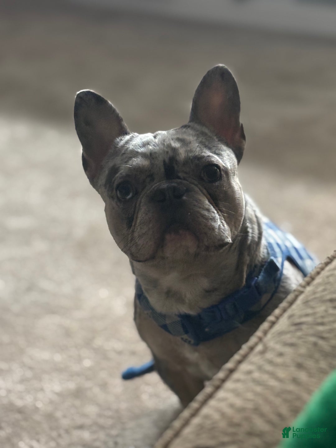 French Bulldog dogs for stud: Percy - Ad 5