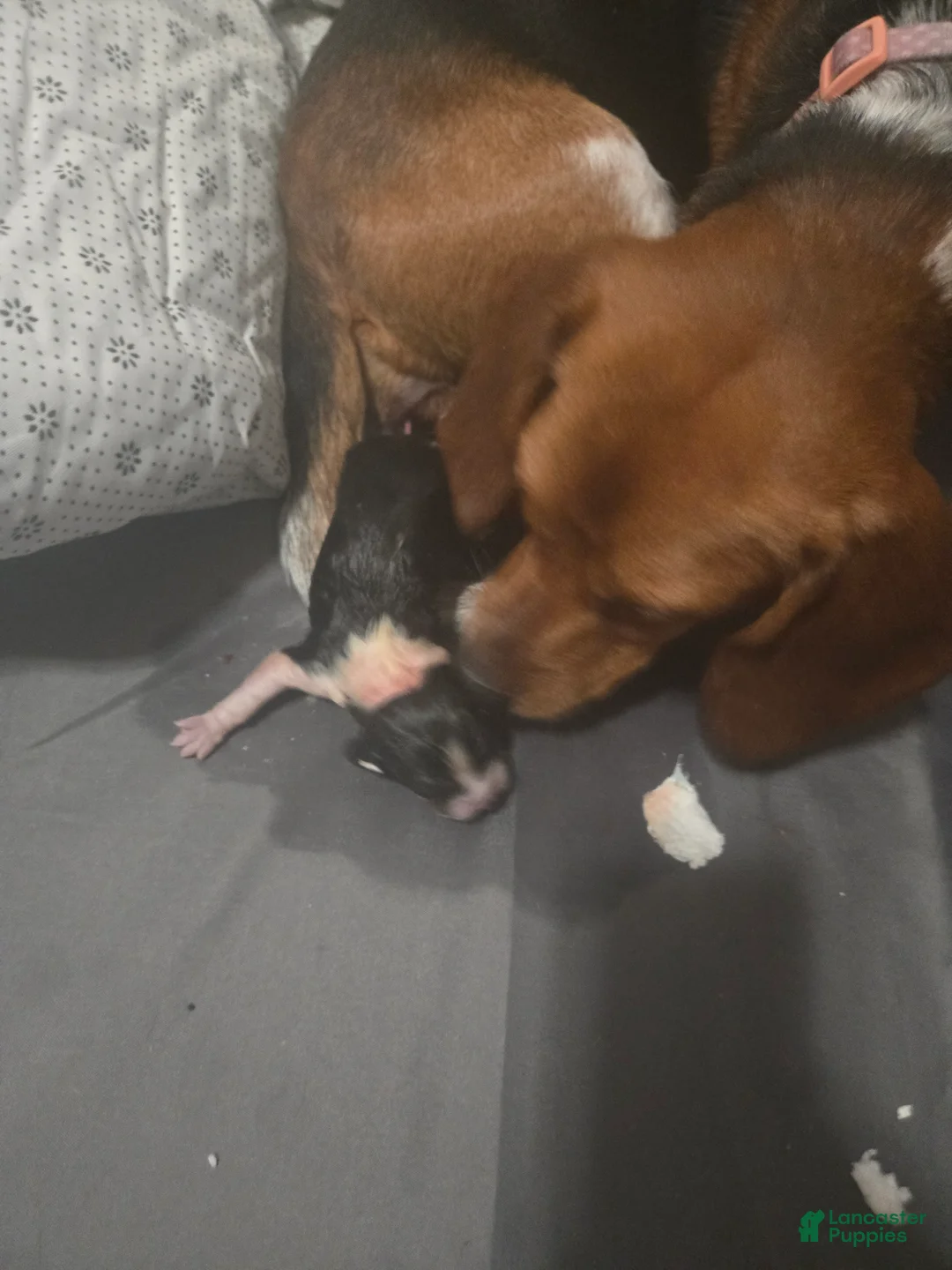 Beagle dogs for sale: Beagle 8 - Ad 2