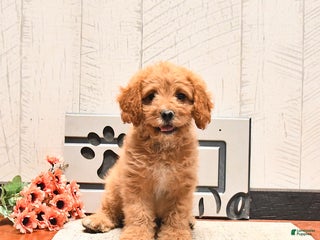 Cavapoo dogs - Ad 1