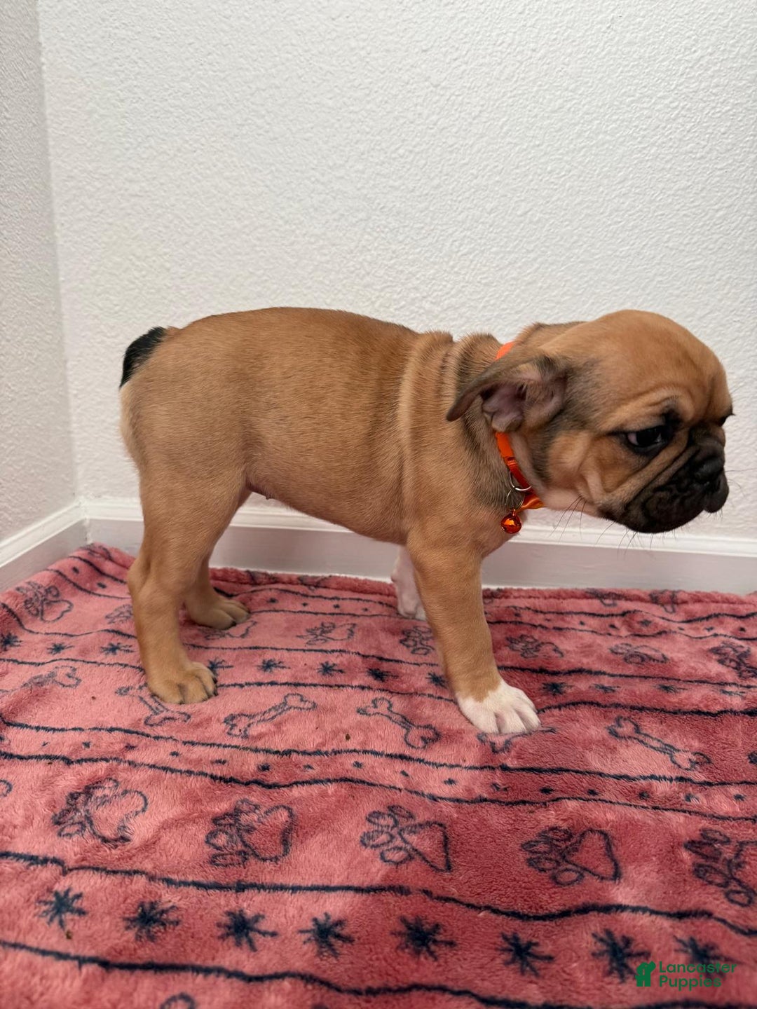 French Bulldog dogs for sale: Bellota - Ad 3