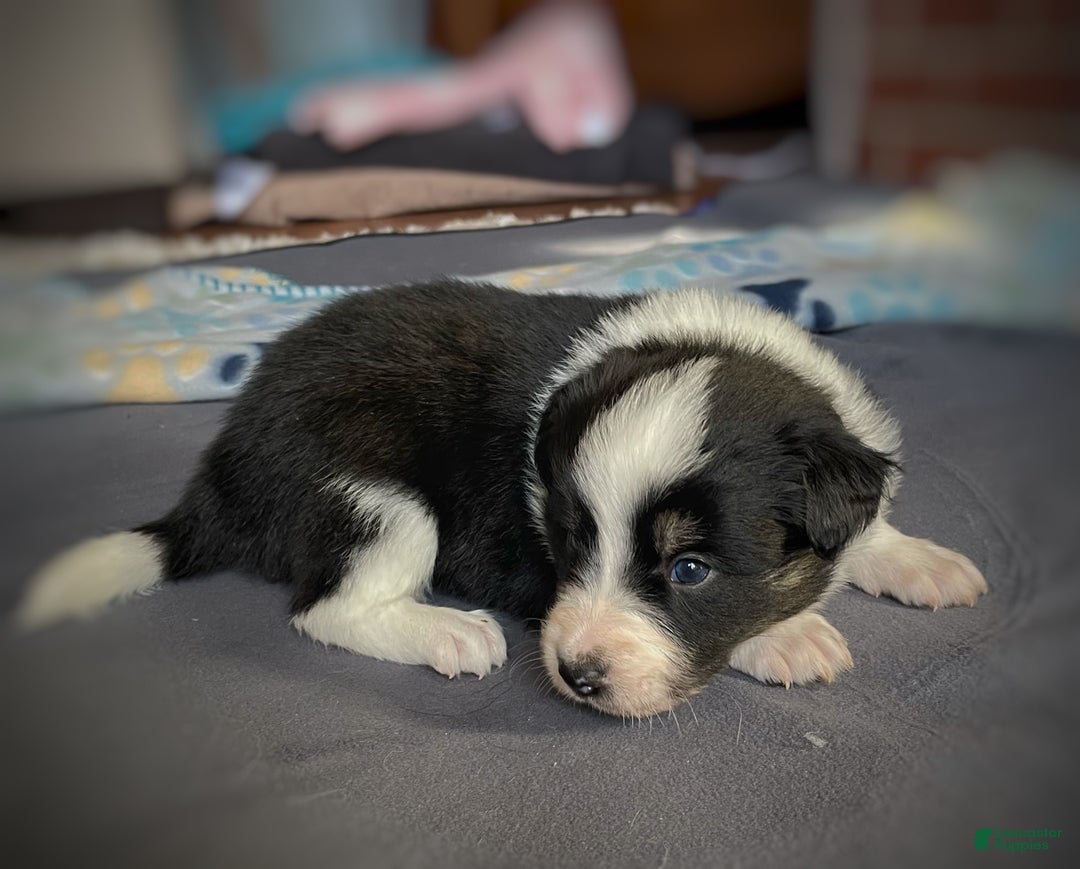 Mixed Breed dogs for sale: Stripe - Ad 2