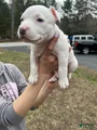 American Bully Puppy 7