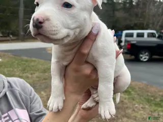 American Bully dogs American Bully Puppy 7 - Ad 14