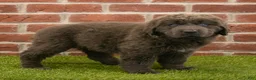 Newfoundland dogs for sale: Rosie - Ad 6