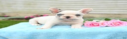 French Bulldog dogs for sale: Smokey - Ad 9