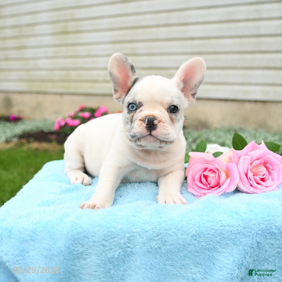 French Bulldog dogs for sale: Smokey - Ad 9