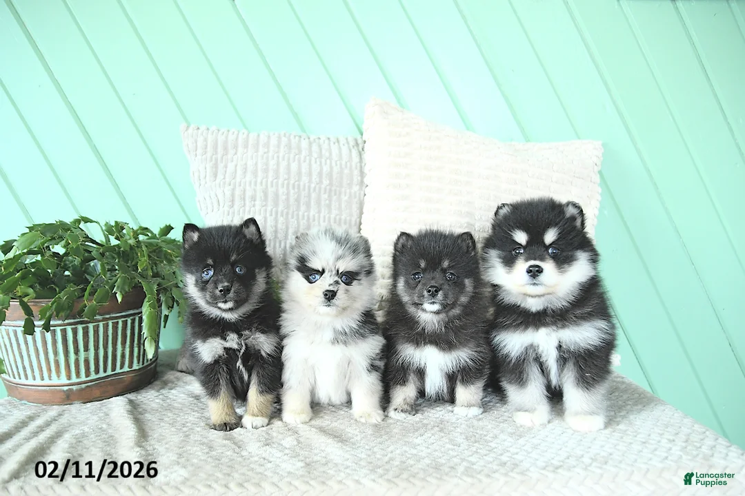 Pomsky dogs for sale: Luna  - Ad 3