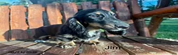 Miniature Dachshund dogs for sale: Jim - Ad 1