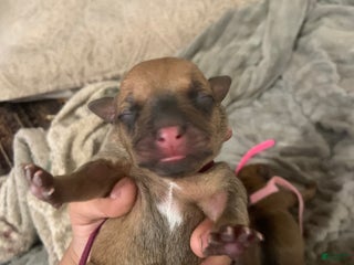 Mixed Breed dogs - Ad 25