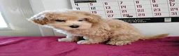 Maltipoo dogs for sale: Bertha - Ad 5