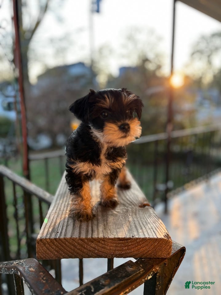 Yorkiepoo dogs Yorkiepoo Puppy 2 (Izzy) - Ad 5