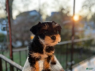 Yorkiepoo dogs Yorkiepoo Puppy 2 (Izzy) - Ad 8