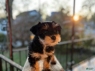 Yorkiepoo dogs Yorkiepoo Puppy 2 (Izzy) - Ad 6