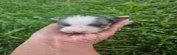 Australian Shepherd dogs for sale: Luna - Ad 4