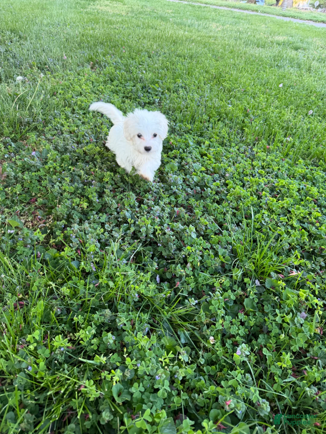 Maltipoo dogs for sale: Maltipoo Puppy 2 - Ad 1