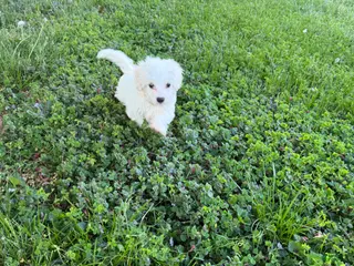 Maltipoo dogs for sale: Maltipoo Puppy 2 - Ad 1