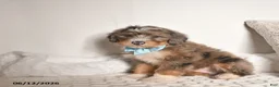 Bernedoodle dogs for sale: Dallas - Ad 3