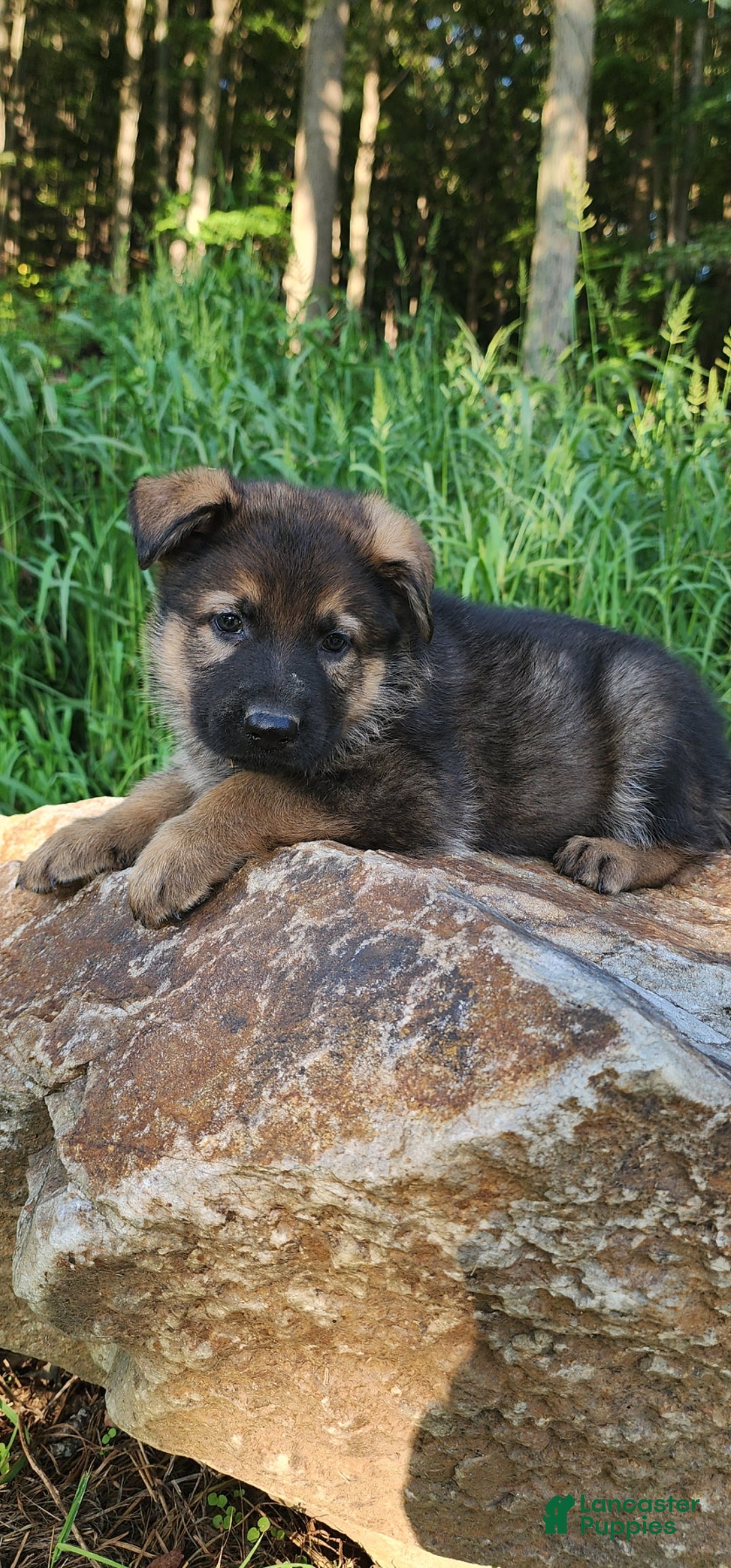 German Shepherd dogs Trusa - Ad 1