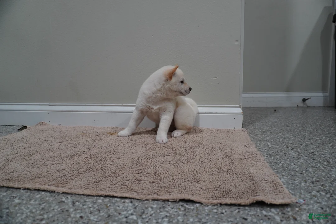 Shiba Inu dogs for sale: Shiba Inu Puppy 2 - Ad 5