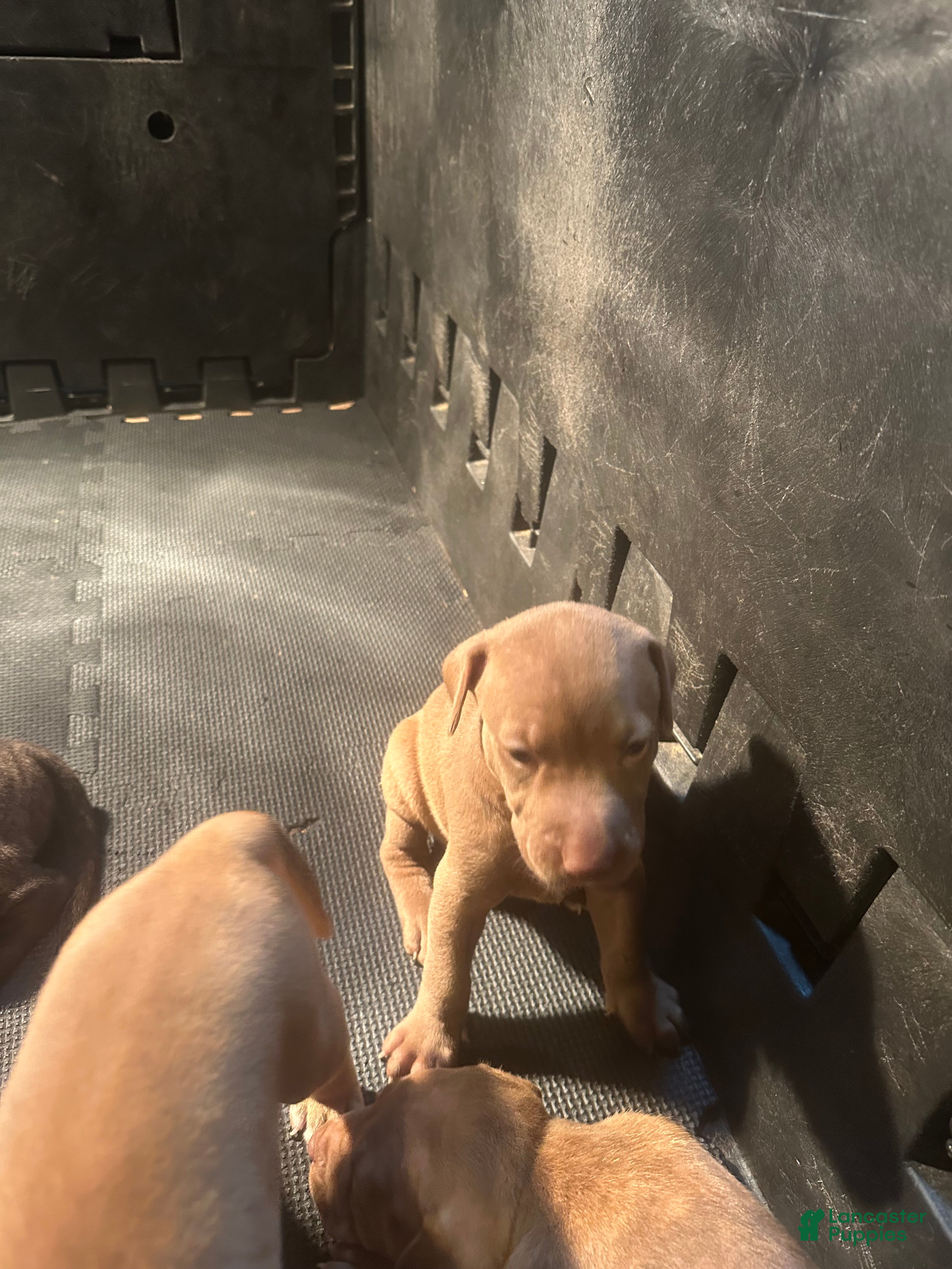 American Pit Bull Terrier dogs American Pit Bull Terrier 7 - Ad 14