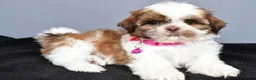 Shih Tzu dogs for sale: Hope - Ad 1