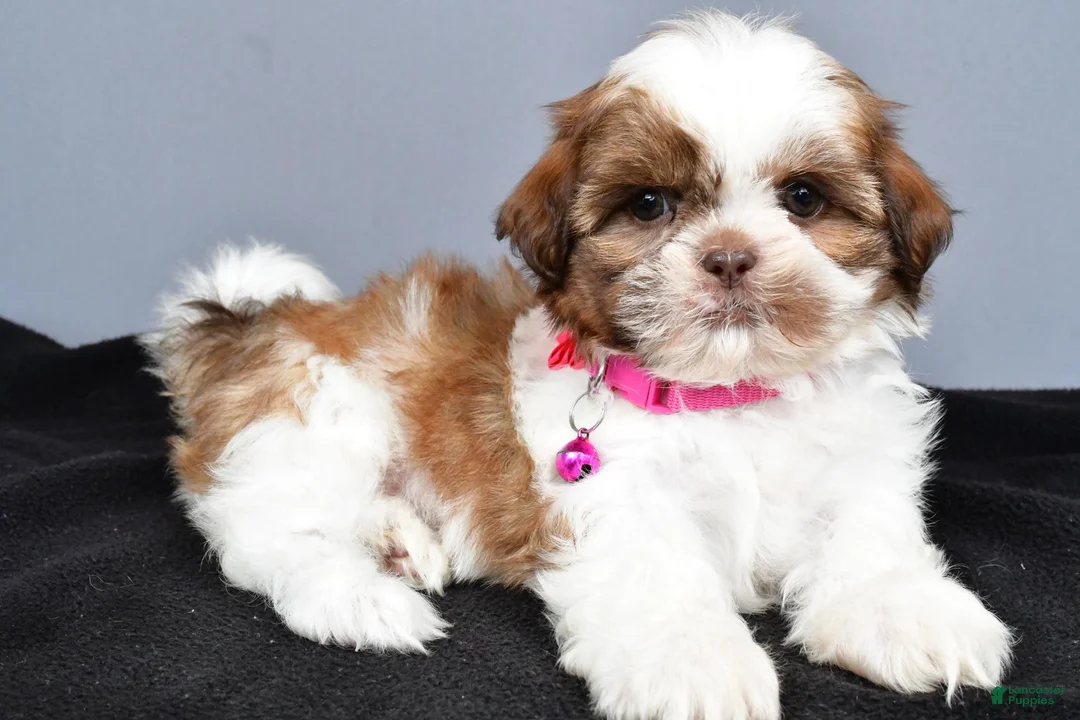 Shih Tzu dogs for sale: Hope - Ad 1