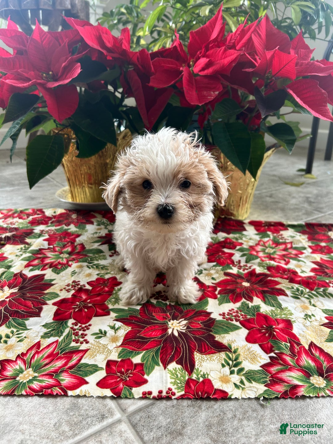 Maltipoo dogs for sale: TEDDY - Ad 2