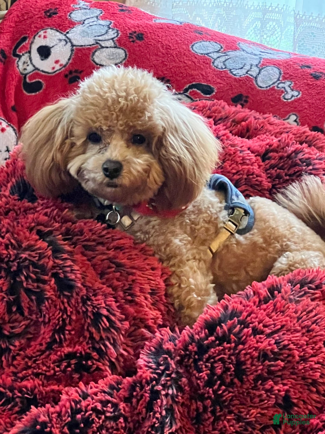 Gallery Image {{count}}