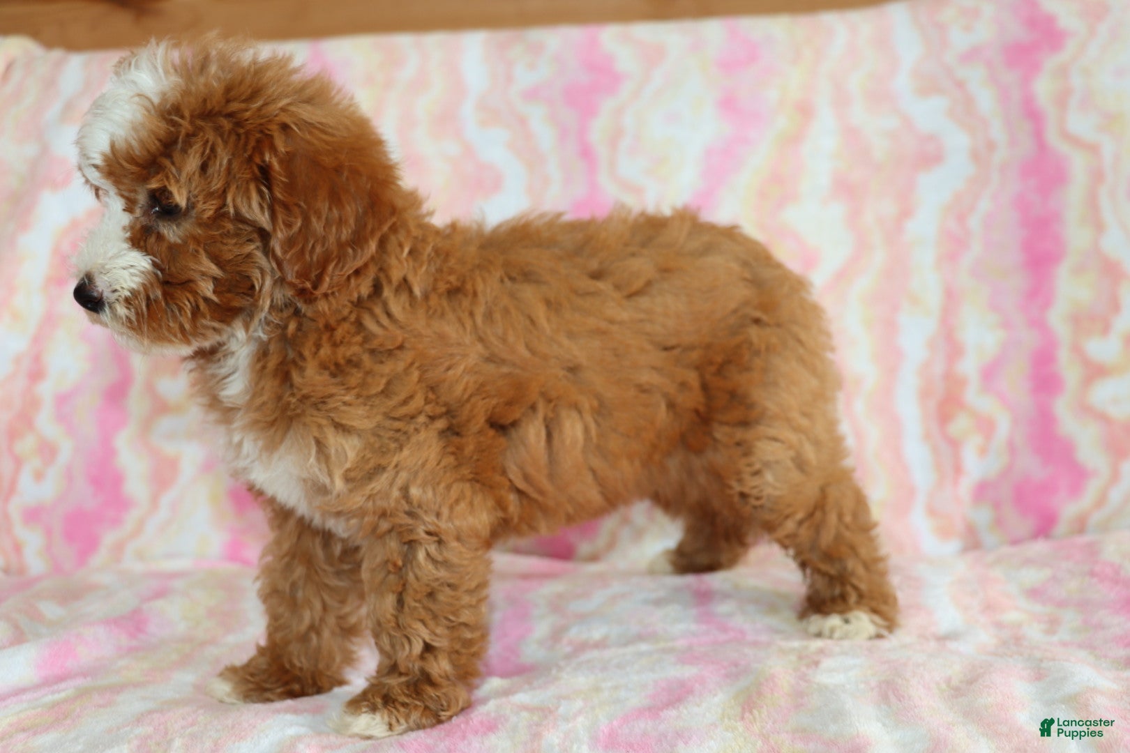 Mini Goldendoodle dogs Layla - Ad 2