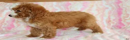 Mini Goldendoodle dogs for sale: Layla - Ad 2