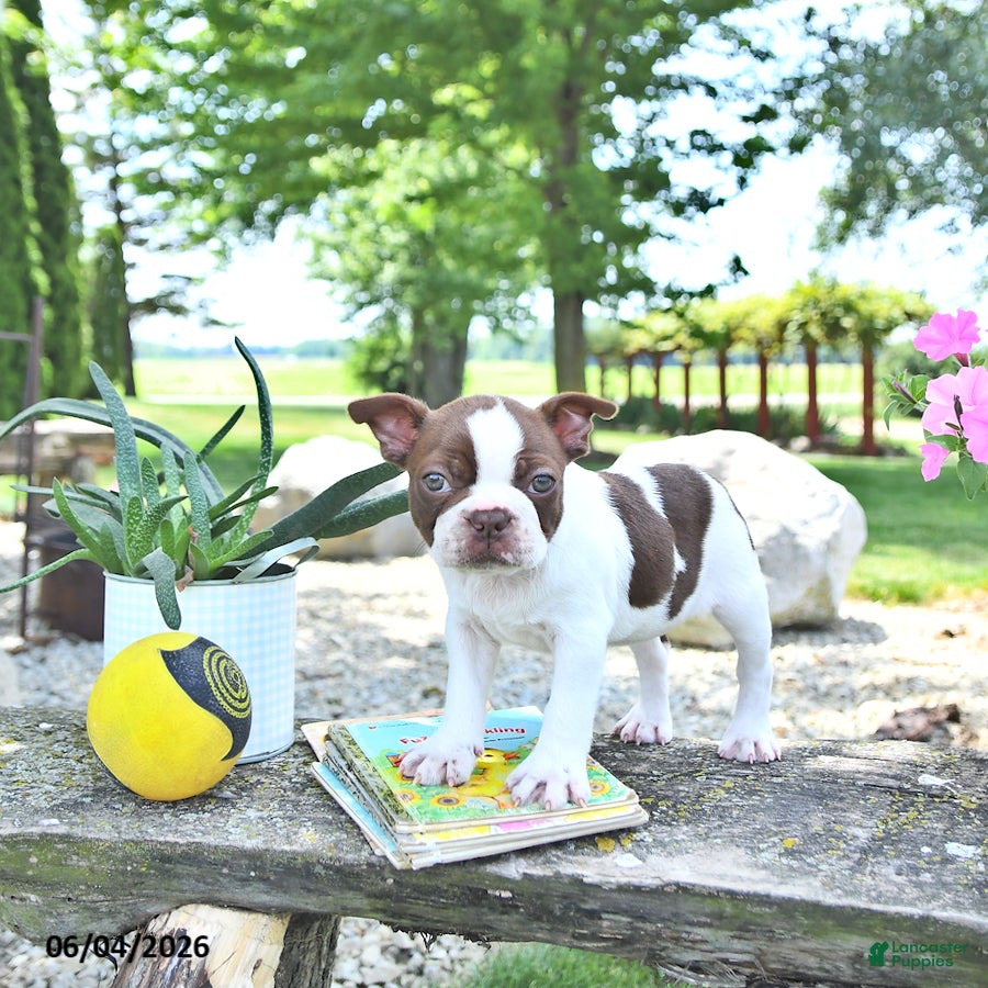 Boston Terrier dogs Kallie - Ad 2